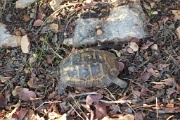  rencontre d'une petite tortue ...